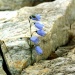 "Каменный цветок"
