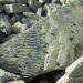 slavpalych:Stoneprint